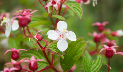 Fototapeta premium white flower surrounded by red flowers on a green background