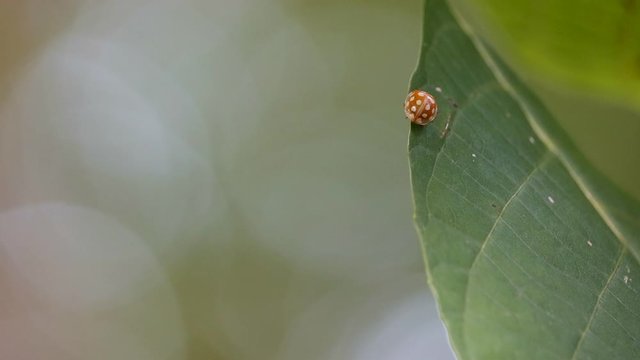 Close up of beautiful harmonia axyridis or harlequin ladybeetle on green leaf with bokeh on green background