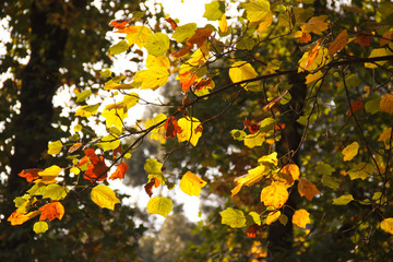 Beautiful maple leaves in autumn sunny day. Branch of beautiful autumn maple leaves