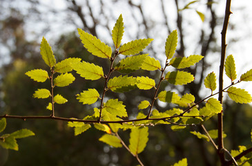 Zelkova carpinifolia, beautiful green foliage in sunlight