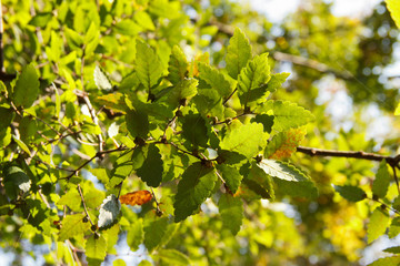 Zelkova carpinifolia, beautiful green foliage in sunlight