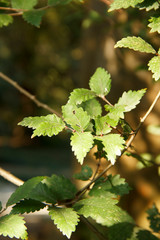 Zelkova carpinifolia, beautiful green foliage in sunlight