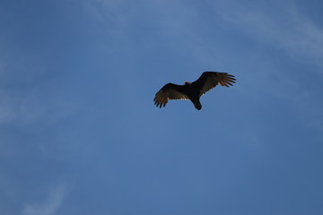 Fototapeta na wymiar Turkey vulture 
