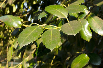 The green  leaves of a false camphor tree, Cinnamomum glanduliferum