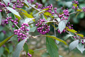 Viburnum tinus bush with berries on the background of nature in spring