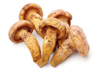 boletus mushrooms on white background