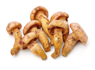 boletus mushrooms on white background