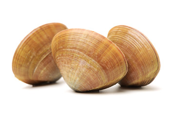 Stacked fresh raw clams on white background