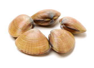 Stacked fresh raw clams on white background