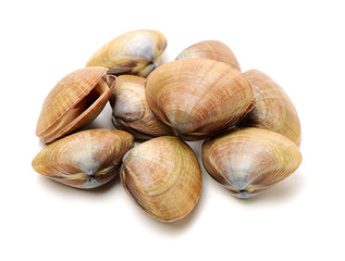 Stacked fresh raw clams on white background