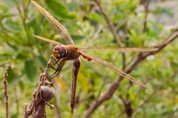 Dragonfly At Rest