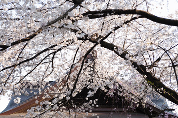 桜と日本家屋