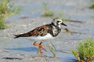 Ruddy Turnstone - Arenaria interpres - in breeding coloration on beach in Fort De Soto Park, Florida.