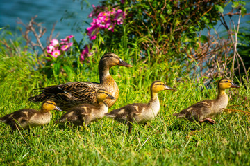 Female Mallard Duck with Four Ducklings by a Lake