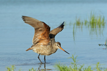 Marbled Godwit - Limosa fedoa - wading among grasses in shallow water of Fort De Soto Park, Florida.