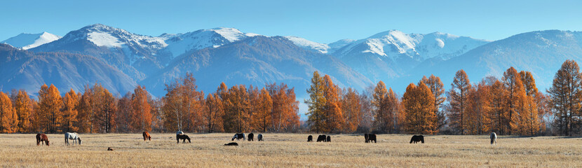 Fototapeta na wymiar Panoramic autumn view of a spacious mountain valley. Horses graze on the field.