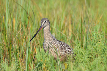 Marbled Godwit - Limosa fedoa - wading among grasses in shallow water of Fort De Soto Park, Florida.