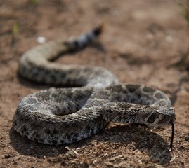 western diamondback rattlesnake