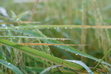 moment of early morning with drop over the plant in rice farm.