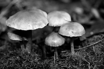 Wild mushrooms in black and white macro background fifty megapixels prints