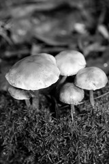 Wild mushrooms in black and white macro background fifty megapixels prints