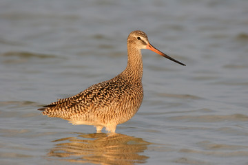 Marbled Godwit - Limosa fedoa - wading in shallow water in Fort De Soto Park, Florida.