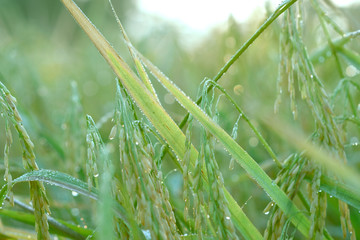 moment of early morning with drop over the plant in rice farm.