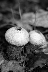 Wild mushrooms in black and white macro background fifty megapixels prints