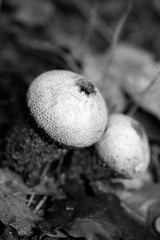 Wild mushrooms in black and white macro background fifty megapixels prints