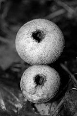 Wild mushrooms in black and white macro background fifty megapixels prints