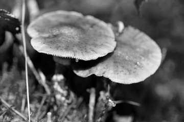 Wild mushrooms in black and white macro background fifty megapixels prints