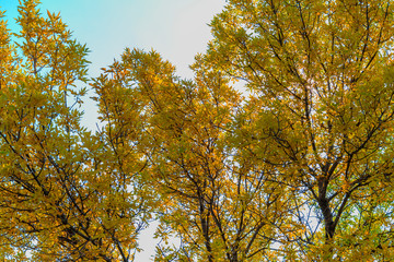 yellow tree in autumn