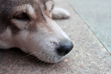 In isolation, a beautiful gentle female Thai white and brown dog resting on the stone floor looking to the right as if waiting for something or someone