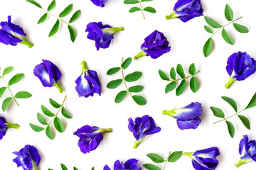 Butterfly pea or blue pea, clitoria ternatea and green leaf pattern texture background. 