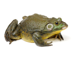 Bullfrog, Rana catesbeiana, against white background, studio shot