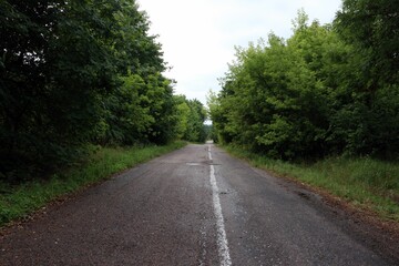 Fototapeta premium Droga w lesie.