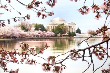 Cherry blossoms around the Tidal Basin in Washington DC overlooking the Jefferson Memorial - 301670709