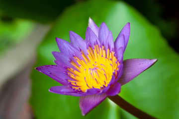 The beautiful waterlily or lotus flower is complimented by the rich colors of the green leave...