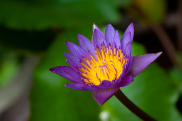 The beautiful waterlily or lotus flower is complimented by the rich colors of the green leave background. Saturated colors and vibrant detail make this an almost surreal image and interesting.