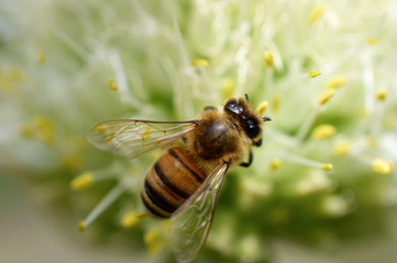 Bee. Close-up of a large bee sitting on a white flower and collecting pollen. Macro photography