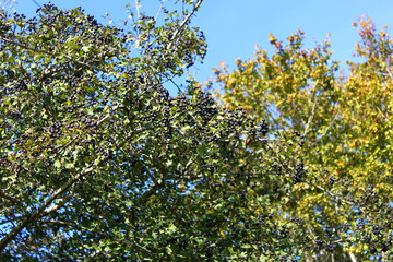 Wild Caucasian hawthorn tree with ripe black fruits