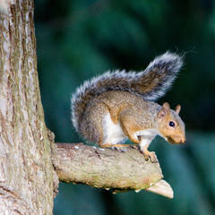 Squirrel sitting on short branch with a nut in it's mouth