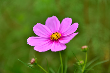 Obraz premium 秋桜 コスモス