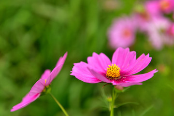 Fototapeta premium 秋桜 コスモス