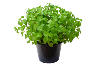Closeup fresh green mint (spearmint) leaves and tree in black pot isolated on white background. Natural herbal medical aromatic plant concept. © NIKCOA