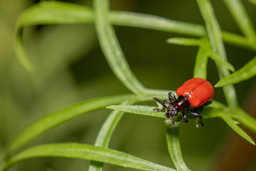 Beetle