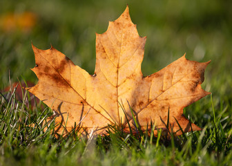Leaf in grass