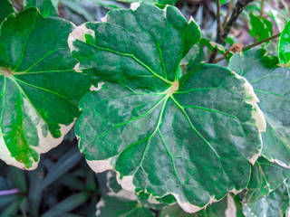 Obraz premium Macro photos of green plant leaves