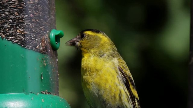 Male Siskin,  Carduelis spinus, eating niger seed from a hanging feeder. Wales
