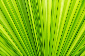 Top view Texture of Green palm Leaf. palm Leaf under sun light. Tropical Plant,environment,photo concept nature and plant.